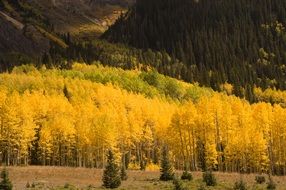 panorama of bright yellow autumn forest in the mountains
