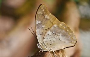 butterfly with light brown wings