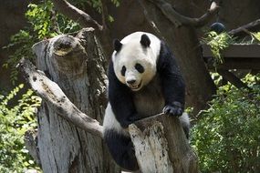 Panda on a stump