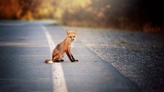 The fox is sitting on the road