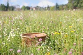 basket in flowere field