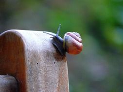 snail on a wooden surface close-up on blurred background