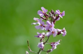 purple lavender in the desert
