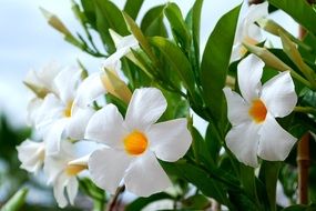 Macro photo of the yellow and white flowers