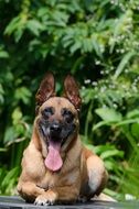 belgian shepherd dog in the blooming garden