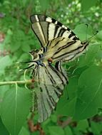 striped butterfly on a background of green leaves