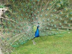peacock bird with colorful tail