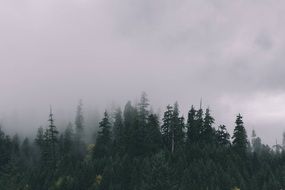 Cloud haze over the forest with green trees on beautiful landscape