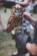 owl sitting on handler&#039;s hand