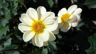 picture of the white flowers