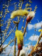 fluffy pussy-willow in spring