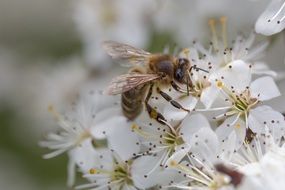 pollination of blossom in spring