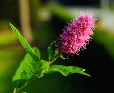 Close-up of the beautiful pink and purple, fluffy bud in the garden