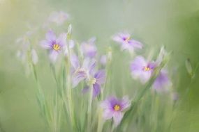 Beautiful painting of the blooming, violet and yellow flowers in sunlight