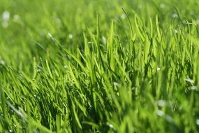 lush grass in the garden