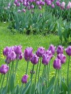 meadow with lilac tulips