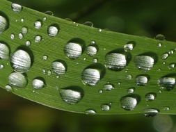 drops of dew on a green leaf on a blurred background