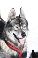 Photo of the husky dog