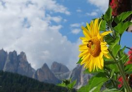 blooming sunflower at alpine dolomites