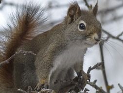 squirrel in a tree in winter