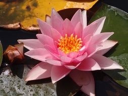 blooming pink water lily