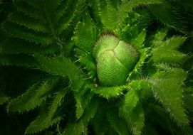 Bud of the poppy
