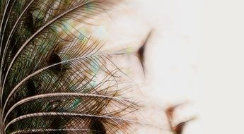 Feather ostrich close-up