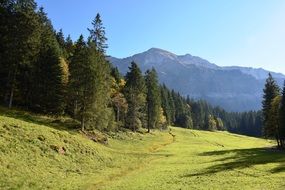 mountains forest alpine sunny view