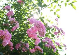 pink buds on the bush