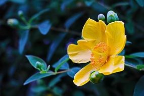 hypericum with buds closeup