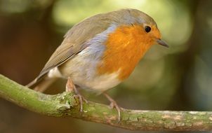 closeup photo of cute small yellow bird on branch