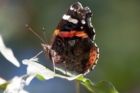 Brownish-black butterfly on leaf