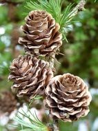 larch cones on a branch