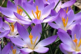 purple crocus with white center close up