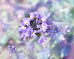 tender blue spring flowers