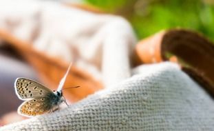 Butterfly on the bag