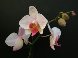 orchid flowers on the black background