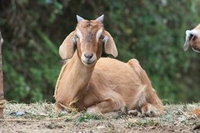 goat animal nature domestic