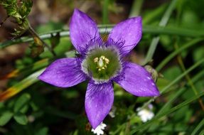 Close-up of the beautiful, violet gentian flower among the grass