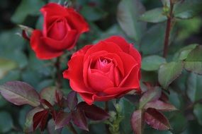 two scarlet roses in the flowerbed