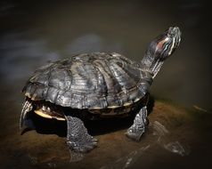 water turtle on the rock