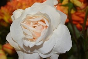 white rose in among other roses