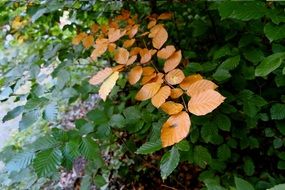 brown leaves on a tree branch on a background of green leaves