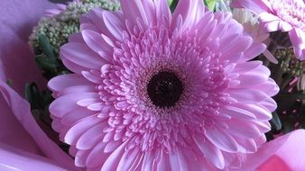 flowering a pink gerbera
