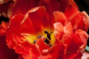 disclosed tulip bud