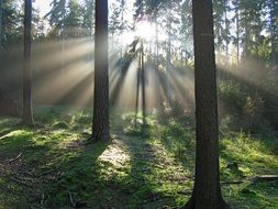 green forest on a sunny day