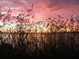 tall grass near the lake in pink twilight