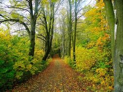 road in the autumn forest in the Czech Republic