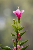 long pink flower