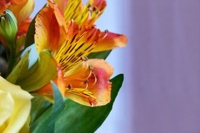 orange yellow fresia bloom